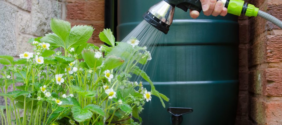Een persoon geeft een plant water vanuit een tuinslang.